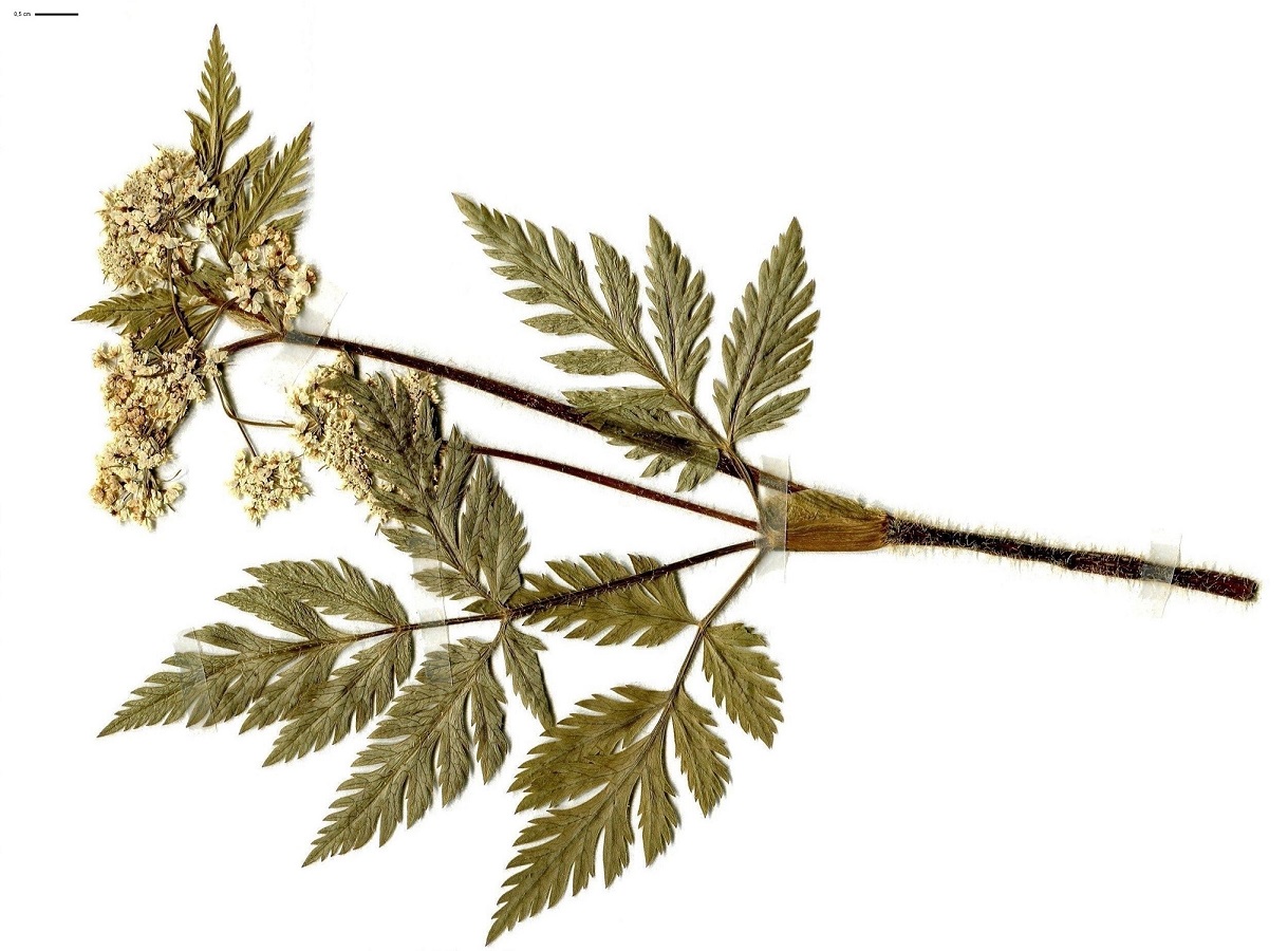 Chaerophyllum hirsutum (Apiaceae)